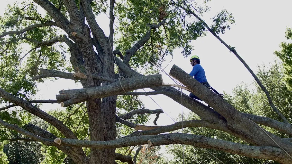 Professional Hazardous Tree Removal performed by certified arborists in Indianola
