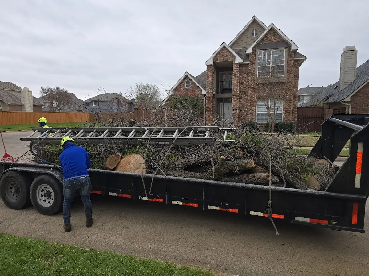 Expert Tree Removal with proper safety equipment in Indianola